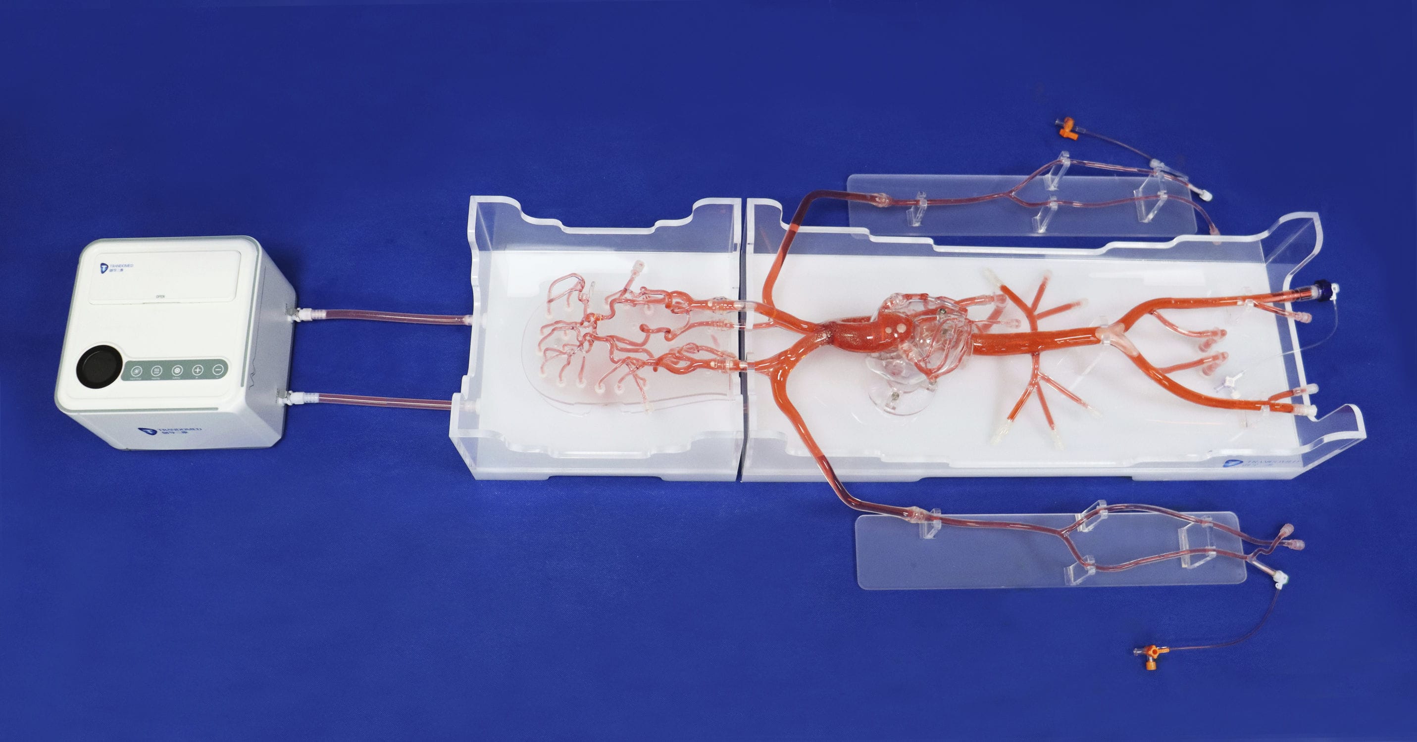 Angiography Vascular Model QS002D 02 Trando 3D Medical Technology