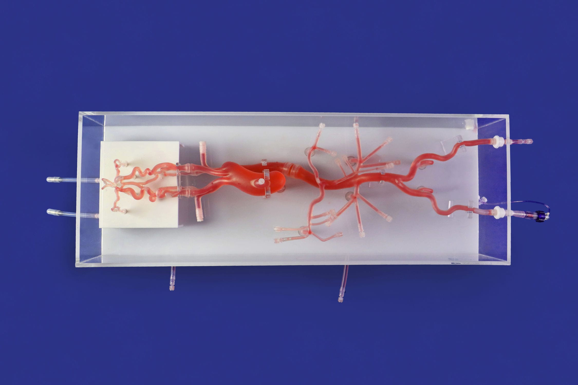 Blood Vessels Vascular Model Sj D Trando D Medical