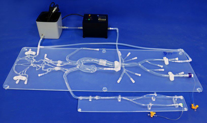 Cerebral Vascular Model SJ001D 03 Trando 3D Medical Technology