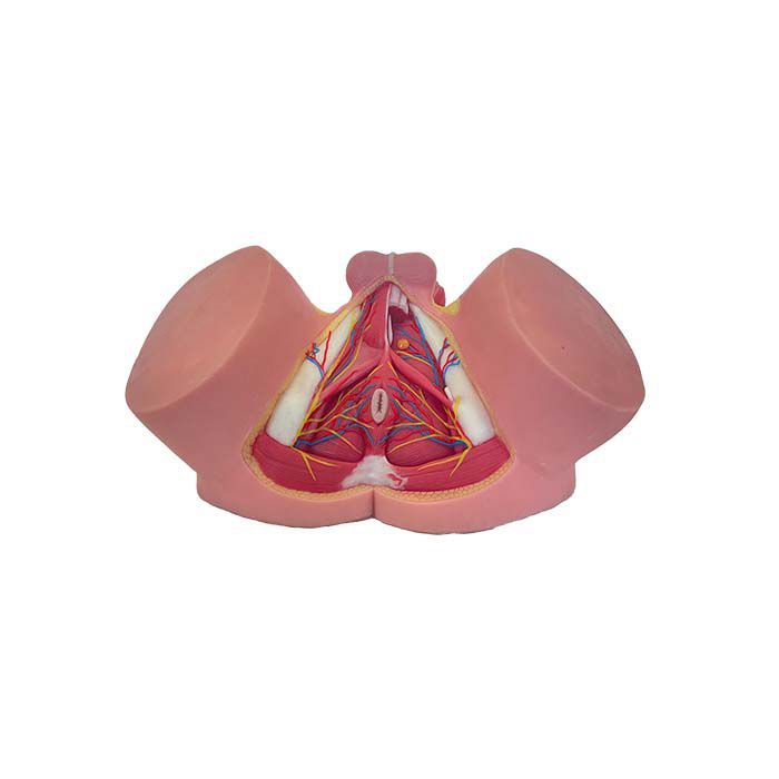 Pelvis Model TA 03 MeiWo Science Training Male Hydrogel