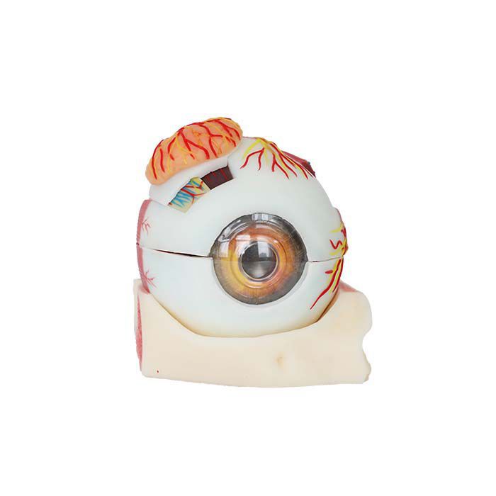 Eye Anatomical Model SS 03 Zhengzhou MeiWo Science Technology Co