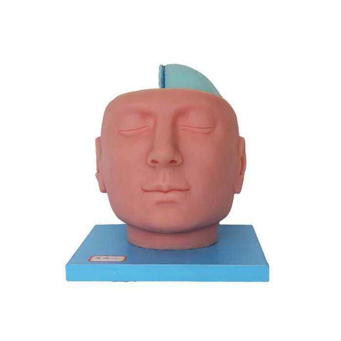 Head Model Ds Meiwo Science Brain For Teaching With Nerves