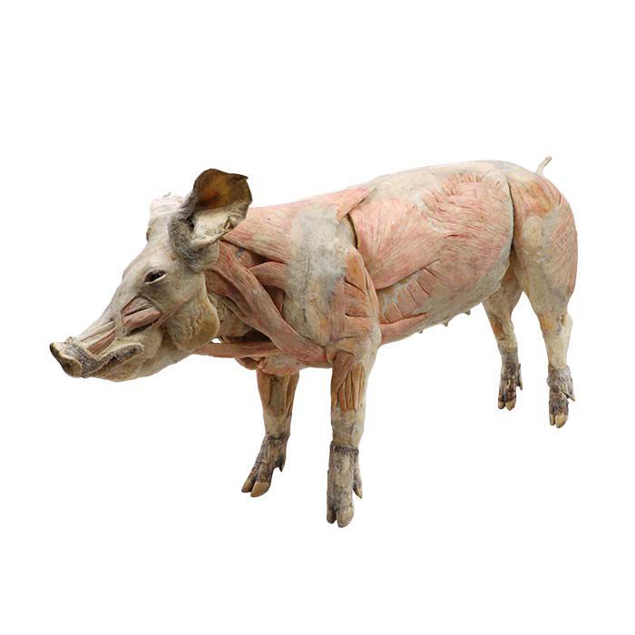 Body Anatomical Model MWDW 006 MeiWo Science Veterinary Pig