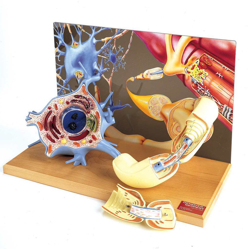 Body Anatomical Model Denoyer Geppert Nerve Neuron