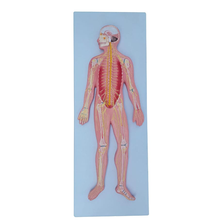 Nervous System Model XC 322A Xincheng Scientific Industries Co Ltd