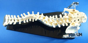 vertebral column model / for teaching / scoliosis