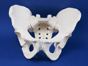 pelvis model / with sacrum / for teaching