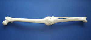 leg model / bone / for teaching