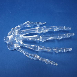 hand model / for teaching / transparent