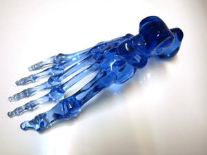 foot model / for teaching / transparent