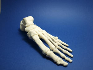 foot model / bone / for teaching