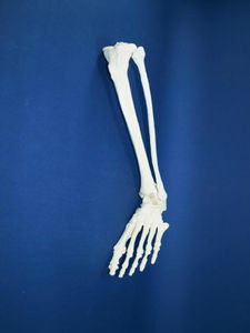 foot model / tibia / fibula / for teaching