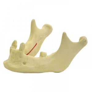 mandibular model / for teaching