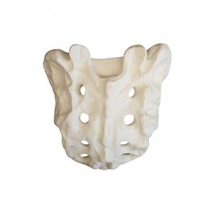 skeleton model / with sacrum / for teaching