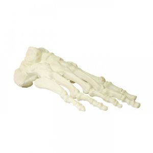 bone model / foot / surgical / for teaching