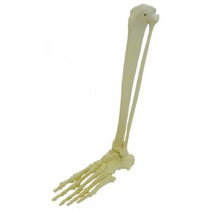 foot model / tibia / fibula / for teaching