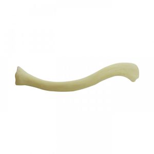 clavicle model / bone / for teaching