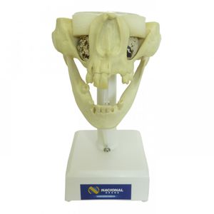 mandible model / maxilla / nasal cavity / training