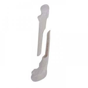 femur model / training / surgical / canine