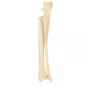 radius model / ulna / for teaching / canine
