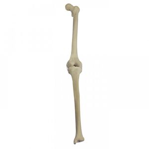 tibia model / femur / for teaching