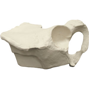 pelvis model / training