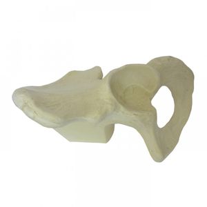 pelvis model / training