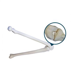 cancellous bone model / tibia / femur / training