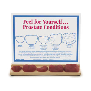 prostate model / for demonstration / prostate examination