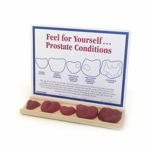 prostate model / prostate examination / for demonstration
