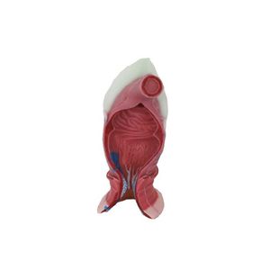 Liver Anatomical Model DS 12 MeiWo Science Gallbladder For