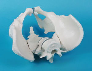anatomical model with sacrum / pelvis / skeleton / for teaching