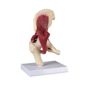 joint model / hip / for teaching / with musculature