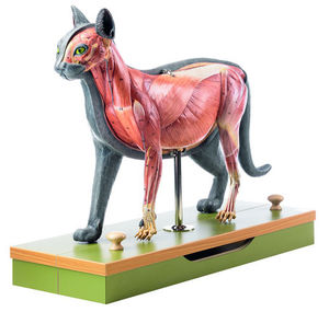 whole body anatomical model / for teaching / feline