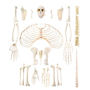 skeleton model / whole body / for teaching / animals