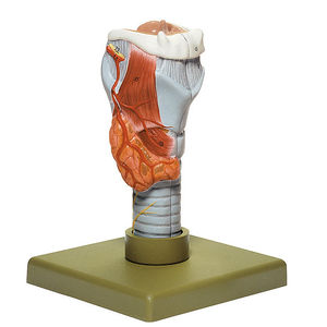 larynx model / for teaching