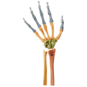 ulna model / radius / hand / skeleton