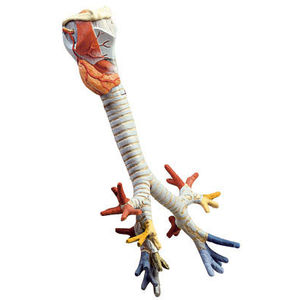 trachea model / larynx / for teaching