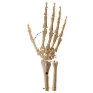 ulna model / radius / hand / skeleton