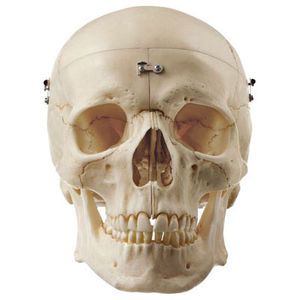 skull model / for teaching