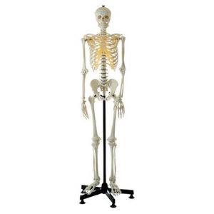 skeleton model / for teaching / male / articulated