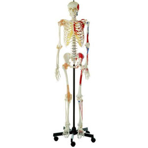 skeleton model / for teaching / articulated / with muscle marking