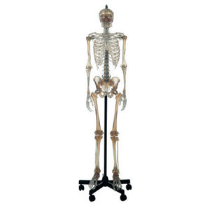 skeleton model / for teaching / articulated / with flexible spine