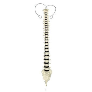 vertebral column model / for teaching / flexible