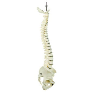 vertebral column model / for teaching / with removable pelvis / flexible