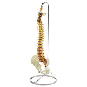 vertebral column model / for teaching / with removable pelvis / flexible