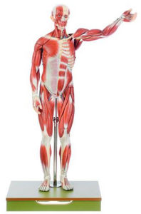 muscle model / for teaching / male
