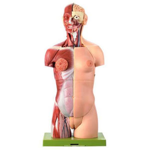 torso model / for teaching / female