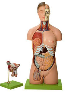 torso model / for teaching / dual-sex