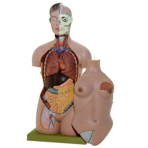 torso model / for teaching / female